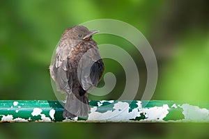 Common blackbird fledgeling