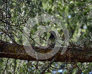 Common and Cute blackbird male on a tree trunk (Turdus merula