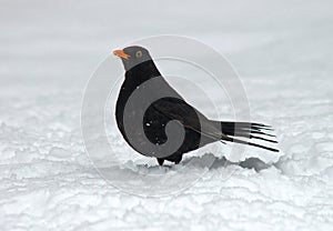 Common Blackbird, Merel, Turdus merula