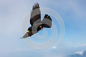 Common blackbird, Prisojnik - Slovenia.