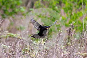 A common blackbird shows it`s impressive wingspan as it lands