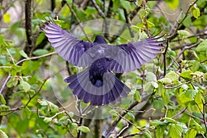 A common blackbird shows it`s impressive wingspan as it lands in a tree