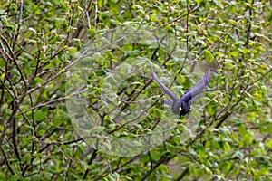 A common blackbird shows it`s impressive wingspan as it takes flight