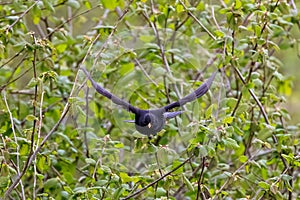 A common blackbird shows it`s impressive wingspan as it takes flight