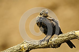 Común mirlo es un un poco de pájaro en familia 