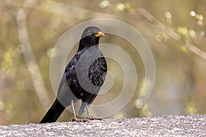 A Common Blackbird, a species of Thrushes, sits and watches