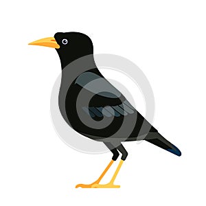 Common blackbird is a species of true thrush. Eurasian blackbird. Turdus merula. Black bird Cartoon flat style character