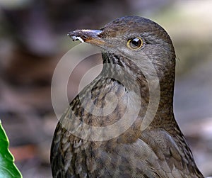 The common blackbird is a species of true thrush., female.