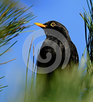 The common blackbird is a species of true thrush., Male