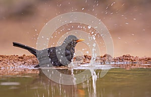 Common blackbird taking a bath