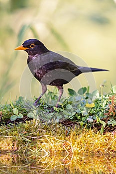 Common blackbird (Turdus merula