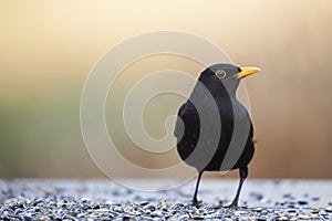 Common Blackbird (Turdus merula)