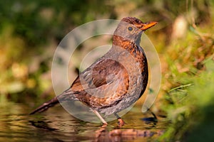 Common blackbird (Turdus merula