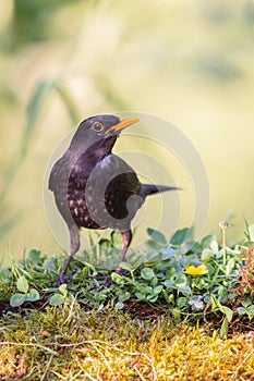 Common blackbird (Turdus merula