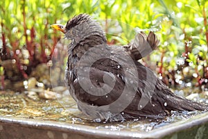 Common Blackbird (Turdus merula)