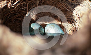 The common blackbird Turdus merula blue colored eggs in a nest. Close-up view of four blue eggs in a nest. of the black bird also