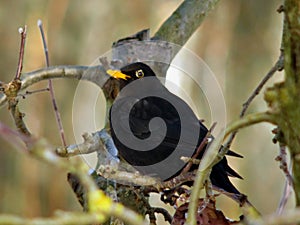 Common blackbird Turdus merula,  detail of a male