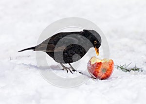 Common Blackbird - Turdus merula eating an apple.