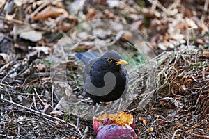 The common blackbird, Turdus merula is eating rotten fallen apple under the tree.