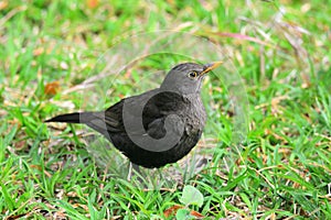 Common blackbird (Turdus merula)