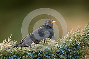 Common blackbird, Turdus merula in green vegetation with blue fruit on branch. Wildlife from Europe. Black bird in the green veget