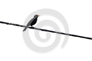 Common Blackbird (Turdus merula) isolated in a white background, Braga.