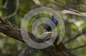 Common Blackbird (Turdus merula) male on branch