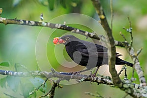 Common Blackbird (Turdus merula) male on branch