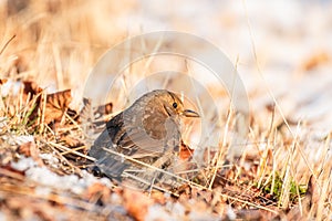 Common blackbird (Turdus merula), a medium-sized bird with brown plumage, walks on the ground and looks for food.