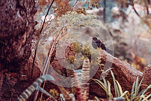 Common Blackbird Turdus Merula on a natural scenery