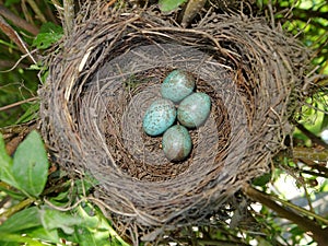 Common blackbird (Turdus merula) nest with 4 eggs photo