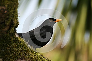 A Common Blackbird (Turdus merula) perched on a moss-covered tree