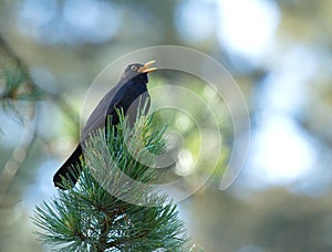 Common blackbird (turdus merula) singing