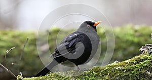 Common blackbird turdus merula sits  in the tree. Early spring. Nature sounds iii