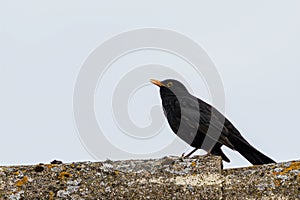 Common Blackbird Turdus merula sitting on roof