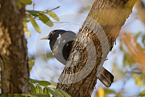 Turdus merula blackbird on a tree branch photo