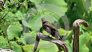 Common blackbird, Turdus merula, standing on a brand and looking around, fly away at last, 4k movie, slow motion