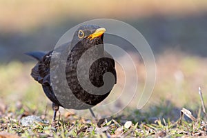 Common blackbird Turdus merula in the wild