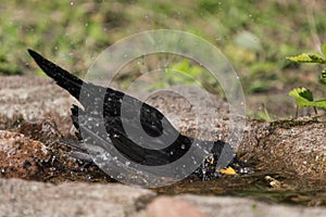 Common blackbird in water
