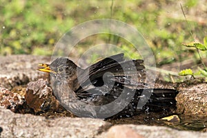 Common blackbird in water