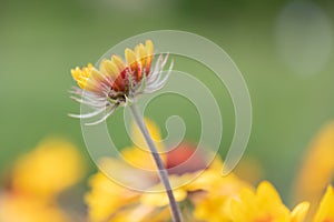 Common blanketflower Gaillardia aristata, a budding flower