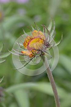 Common blanketflower, Gaillardia aristata, budding red-orange flower