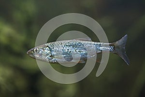 Common bleak (Alburnus alburnus).