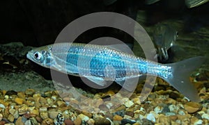 Common Bleak, Alburnus alburnus, from the river Guadiana in Spain.