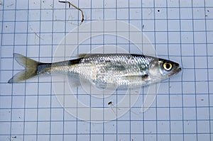 The common bleak (Alburnus alburnus) is a small freshwater coarse fish of the cyprinid family.