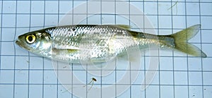 The common bleak (Alburnus alburnus) is a small freshwater coarse fish of the cyprinid family.