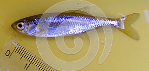 The common bleak (Alburnus alburnus) is a small freshwater coarse fish of the cyprinid family.