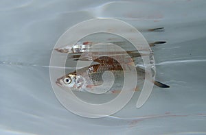 Common bleak (Alburnus alburnus) swimming under the water