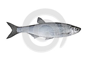 Common bleak. Alive ablet fish isolated on white background