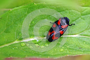 A common bloodcicada with raindrops on a peppermint leaf